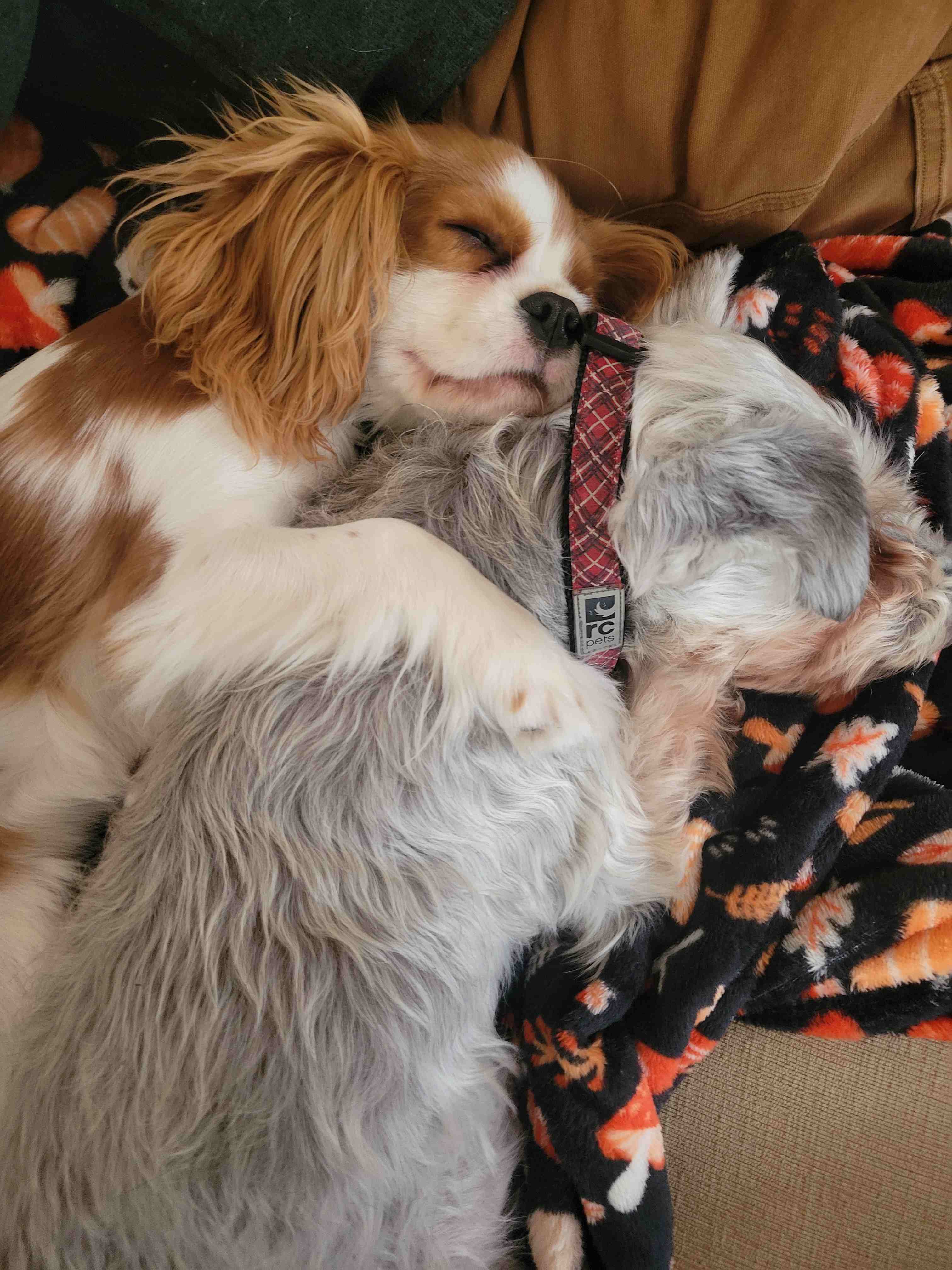 2024-11-28 dog hugs.jpg